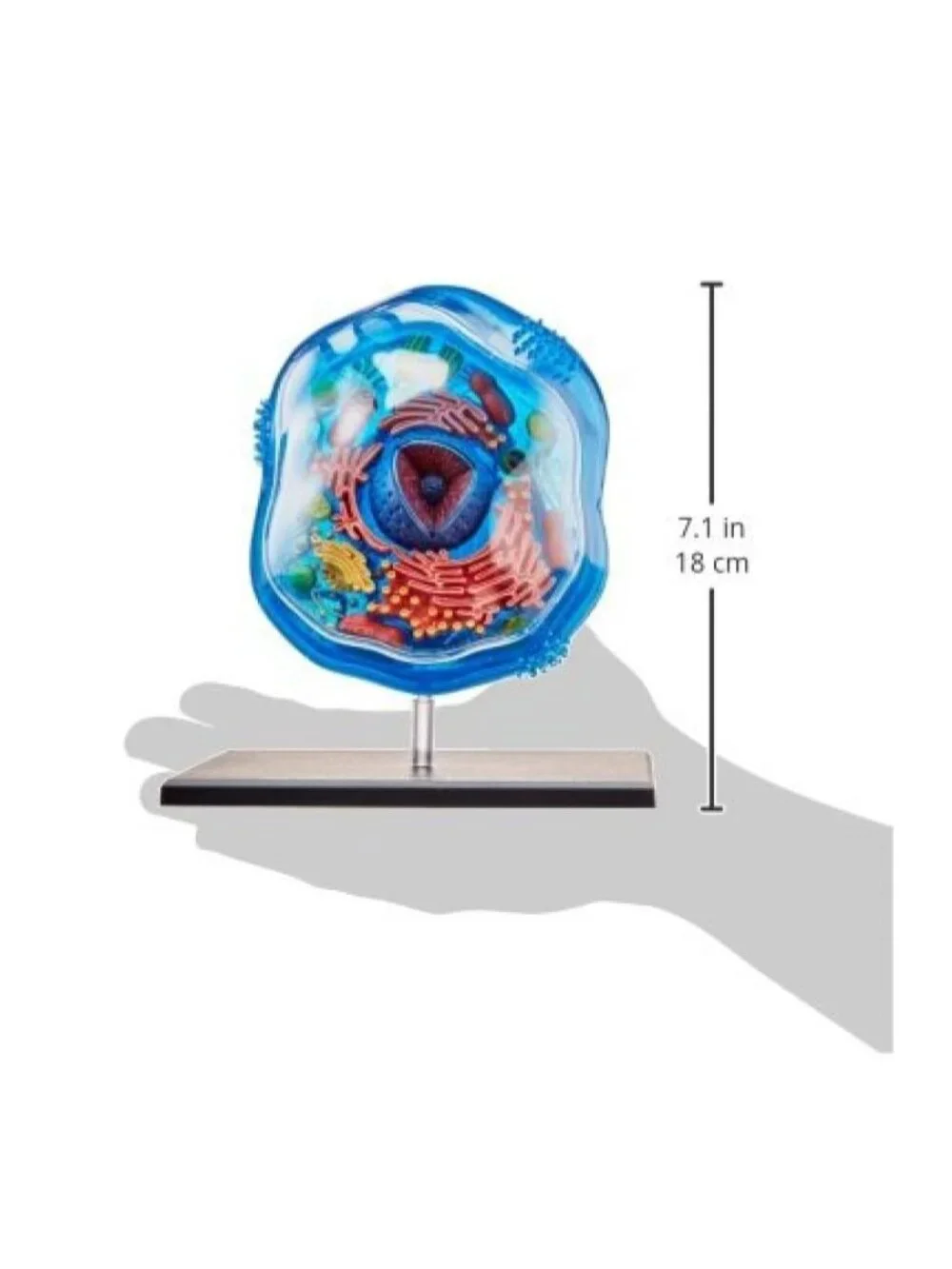 4D Science Animal Cell Anatomy Model High Quality Sculpture Highly Detailed Scho